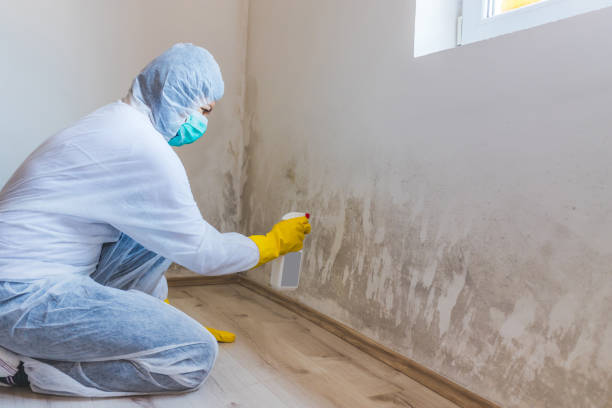 Mold Testing and Removal in Monroe, GA