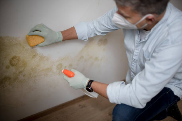 Professional Mold Removal in Monroe, GA