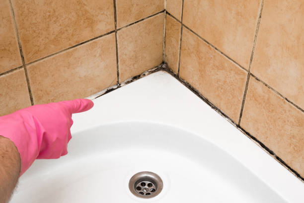 Best Office Mold Removal Services  in Monroe, GA